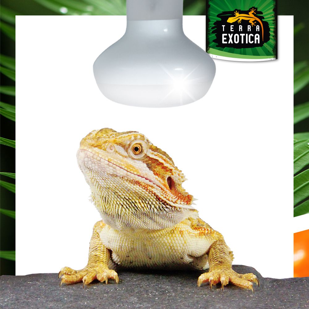 Heat Spot Reflektor Wärmelampe E27 25/40/60/75/100/150W Terrarium - Produktbild 1