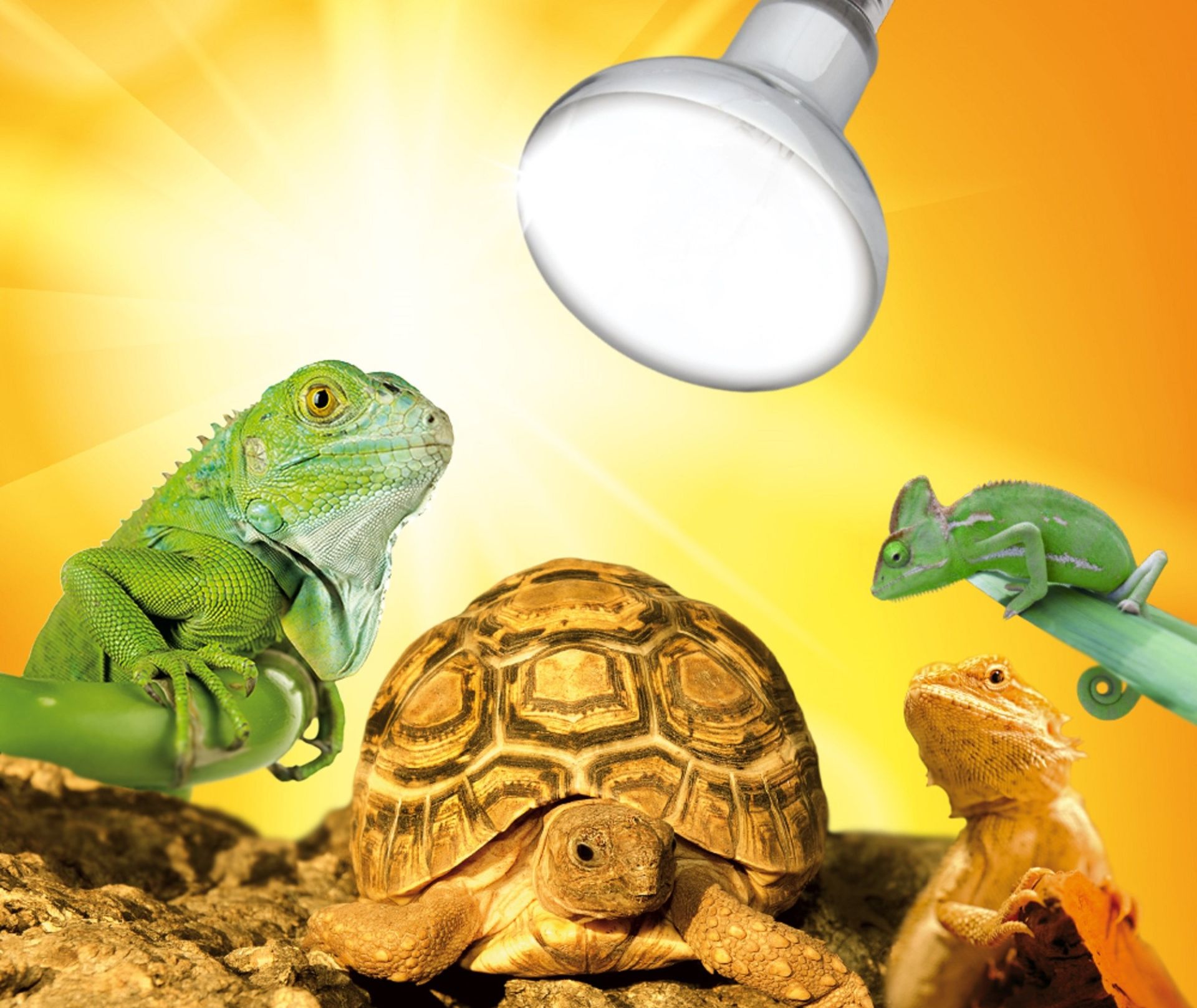 D3 UV Heat Spot 80–125W UV-B UV-A Mischlichtlampe Terrarium Wärmelampe Reptilien - Produktbild 1