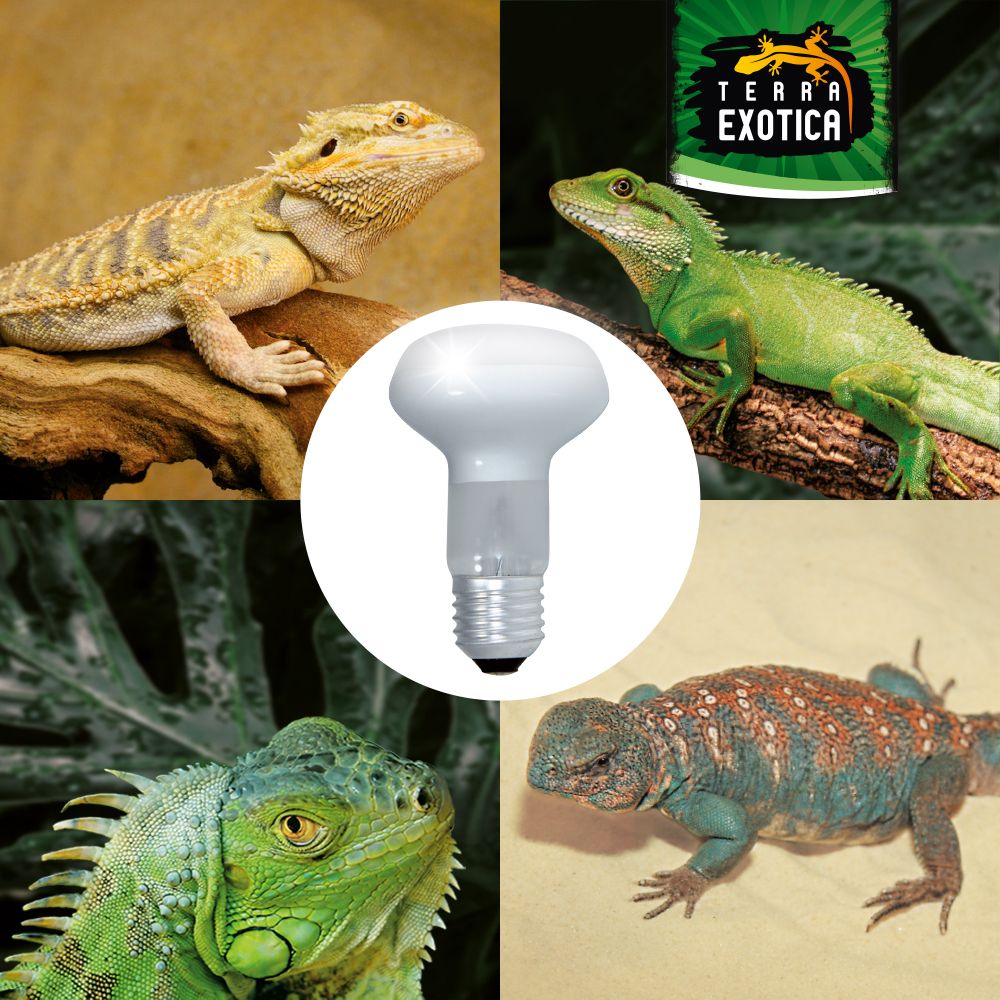 Heat Spot Reflektor Wärmelampe E27 25/40/60/75/100/150W Terrarium - Produktbild 2