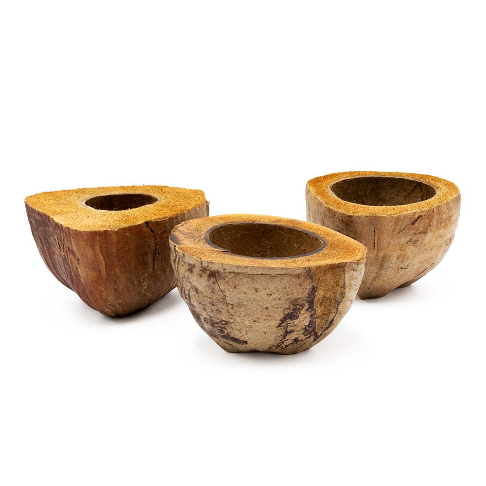 Kokos-Halbschale - Pflanztopf